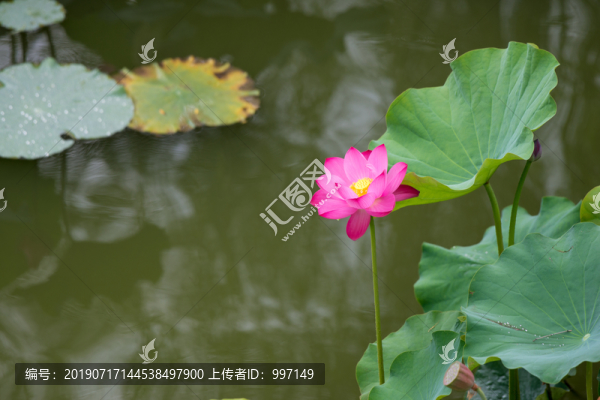荷花