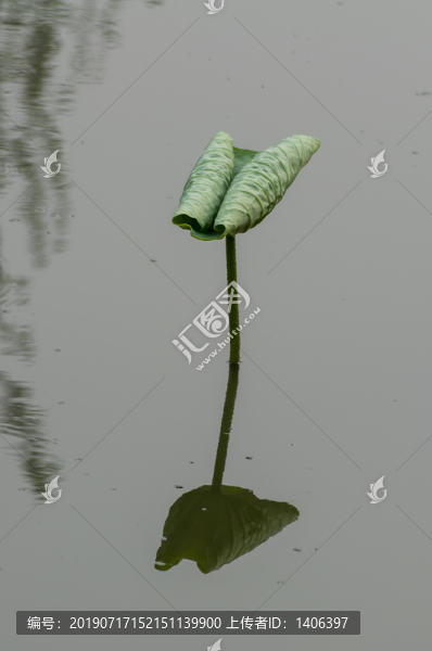 亭亭玉立的荷葉