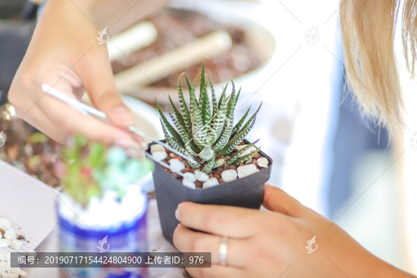 多肉
