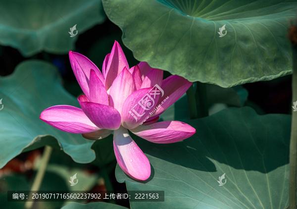 夏荷