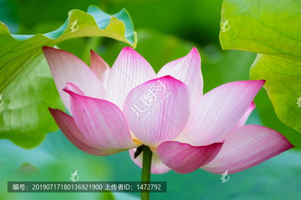 夏日公園荷塘荷花盛開