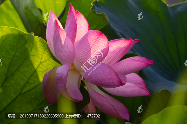 夏日公園荷塘荷花盛開