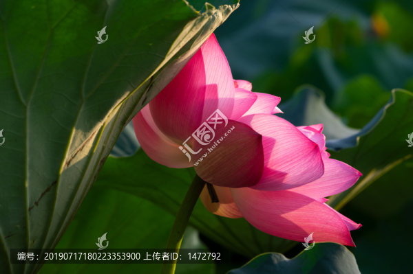 夏日公園荷塘荷花盛開