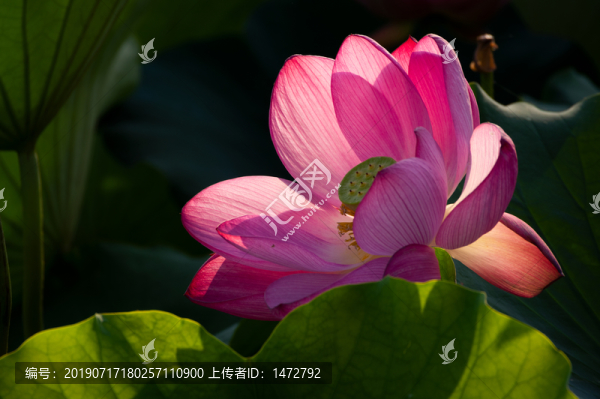 夏日公園荷塘荷花盛開