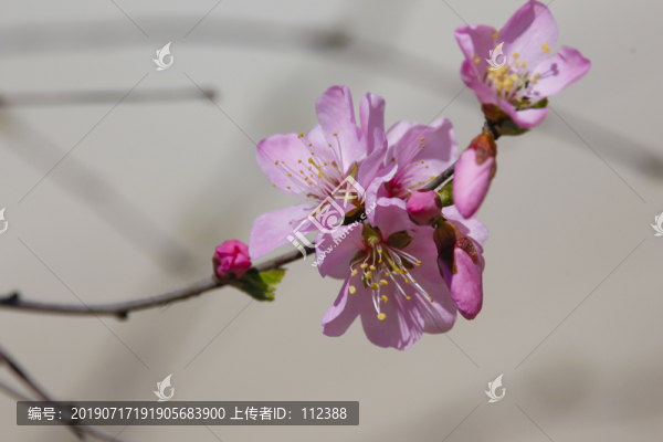 春暖花開桃花小桃紅粉花春天花卉