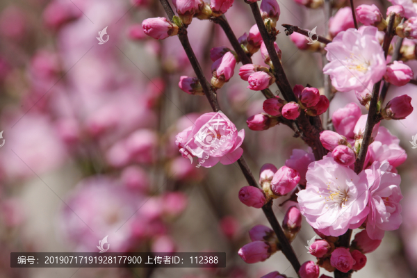春暖花開桃花小桃紅粉花春天花卉