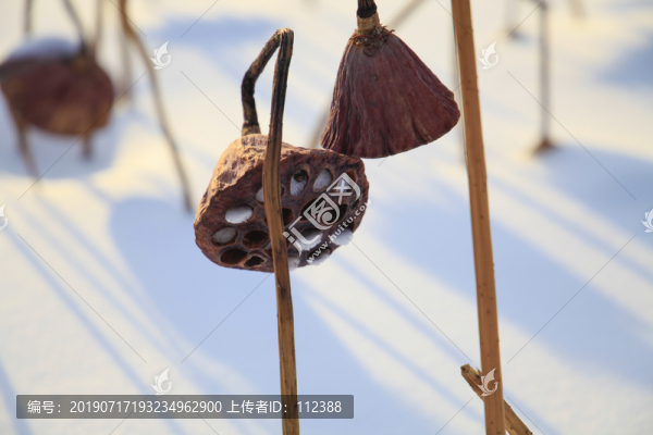 荷塘蓮子藕荷殘荷雪地冬天寒冬荷