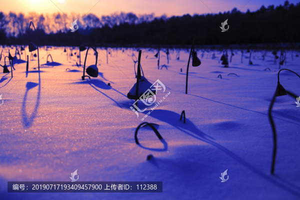 荷塘蓮子藕荷殘荷雪地冬天寒冬荷