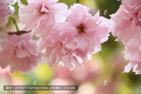垂絲海棠