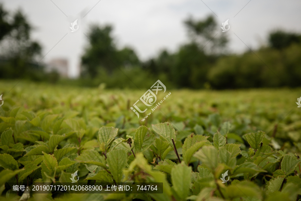 高原植被