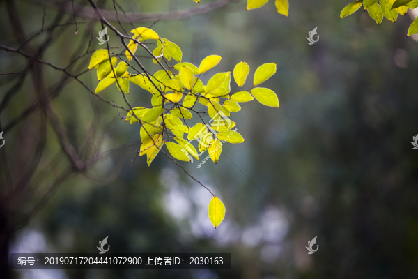 綠樹葉