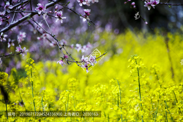油菜花與桃花