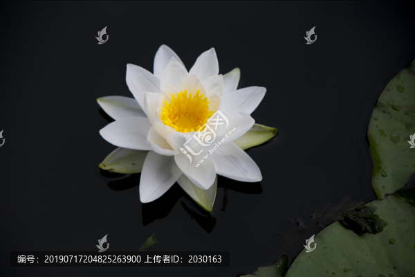 白色的蓮花