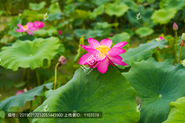 章丘白云湖荷花21