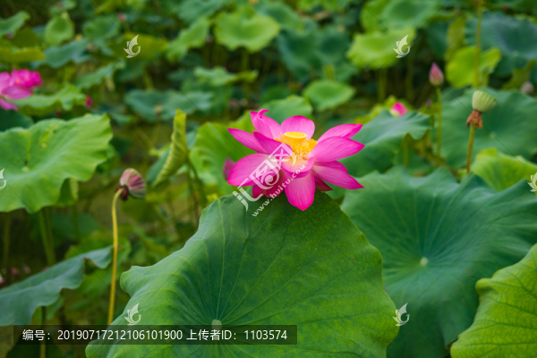 章丘白云湖荷花24