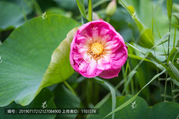 章丘白云湖荷花29