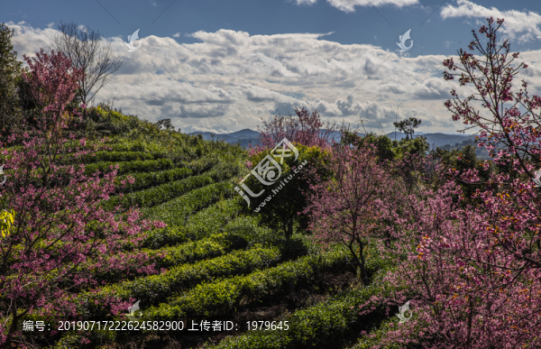 櫻花