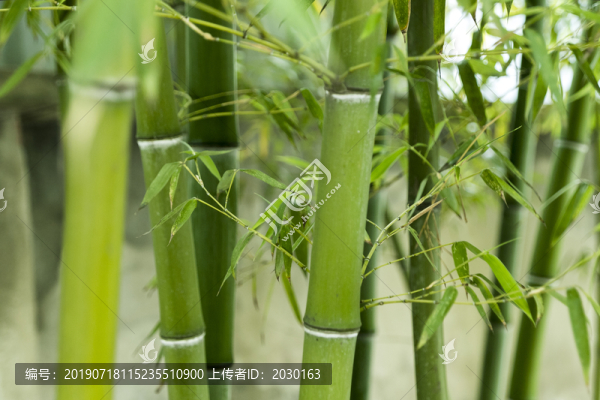 竹