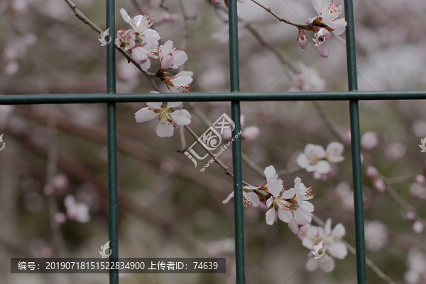 櫻花