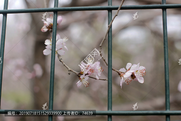 櫻花