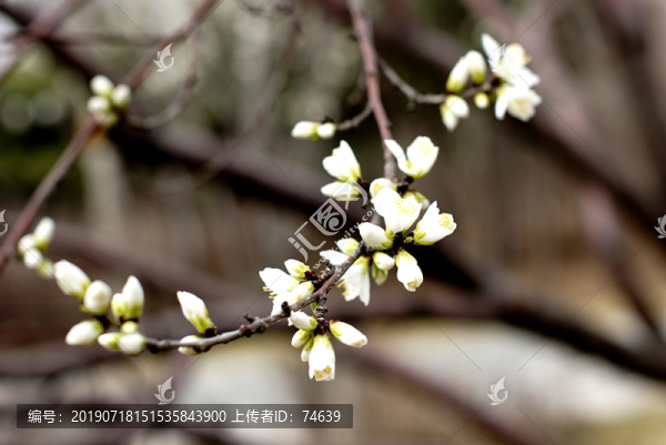 櫻花