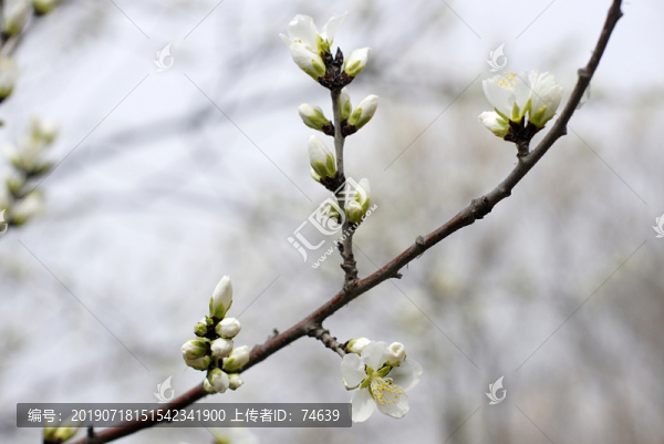 櫻花