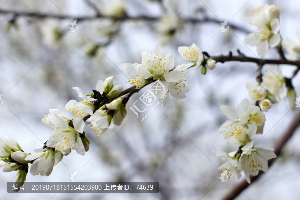 櫻花