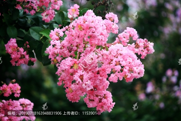 紫薇花