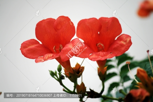 凌霄花