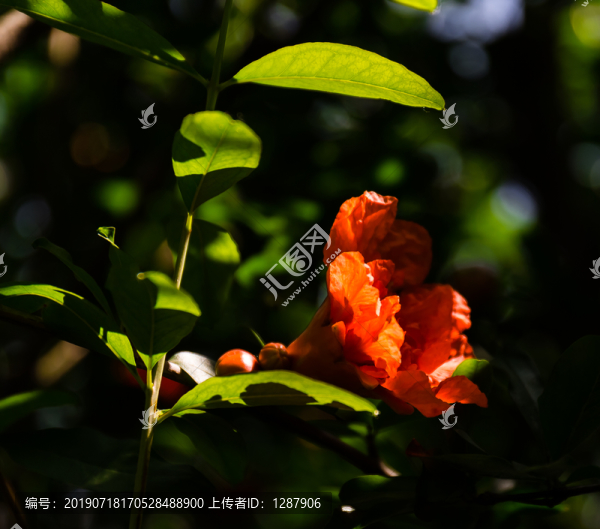 花影