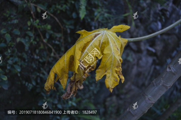 青木瓜葉子