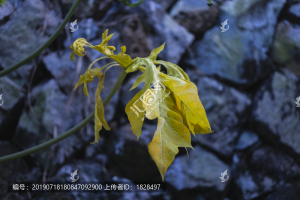 青木瓜葉子