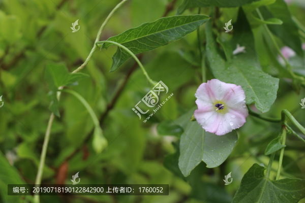 田旋花