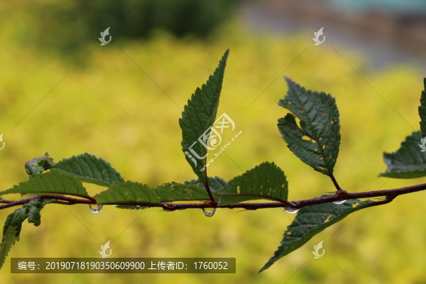 樹葉露水