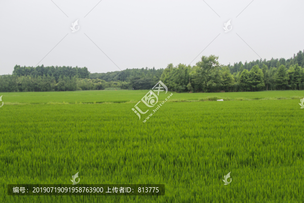 白鷺綠野