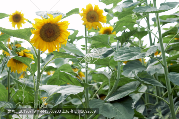 向日葵葵花特寫