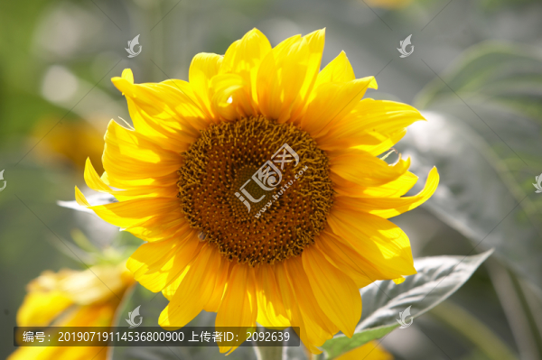 向日葵葵花特寫(xiě)