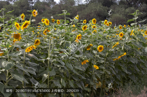 向日葵葵花自然環(huán)境