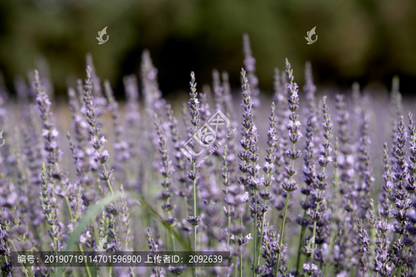 薰衣草