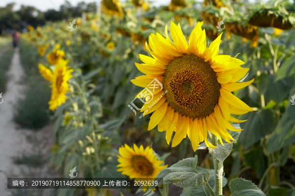 向日葵葵花特寫
