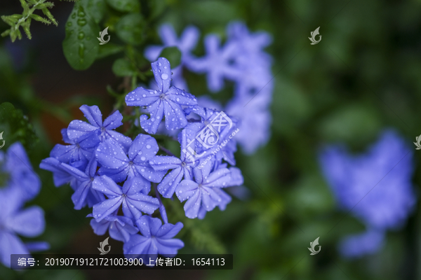 藍雪花