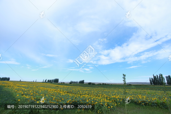 向日葵花田環(huán)境
