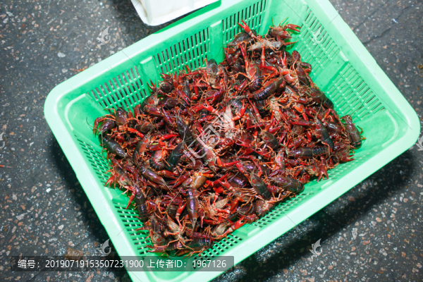 新鮮小龍蝦