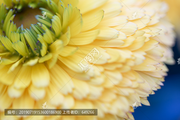 非洲菊