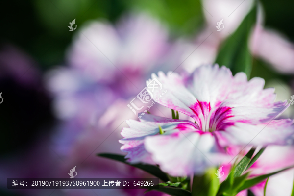 石竹