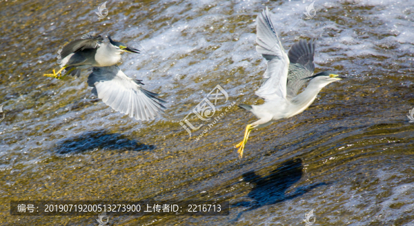 綠鷺