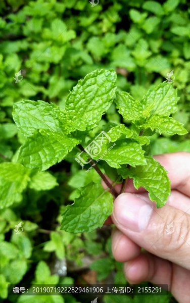 薄荷