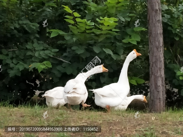 鵝