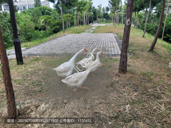 白鵝
