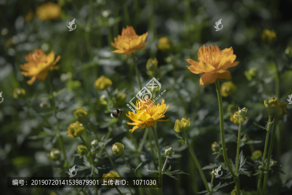 金蓮花